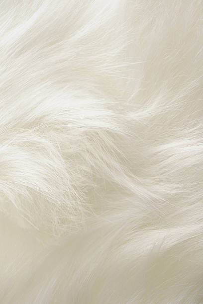 istock Close-up of white fur texture background 487484609