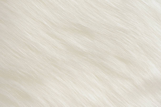 istock Close-up of white fur texture background 487484635