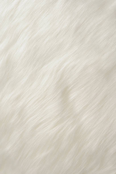 istock Close-up of white fur texture background 487484639