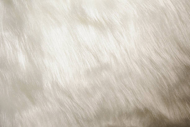 istock Close-up of white fur texture background 487484661