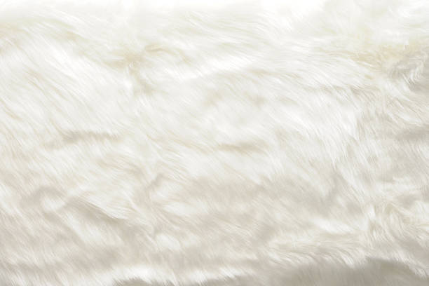 istock Close-up of white fur texture background 487484669