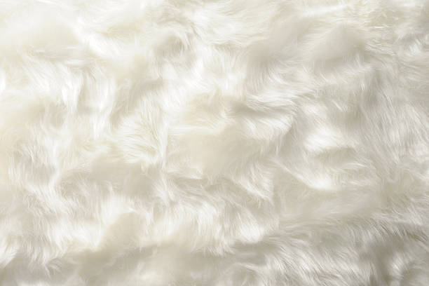 istock Close-up of white fur texture background 487484681