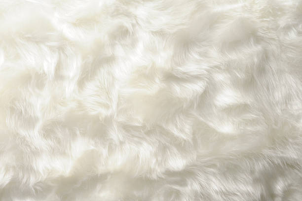 Closeup Of White Fur Texture Background Stock Photo - Download Image Now -  Feather, Animal Hair, Backgrounds - iStock