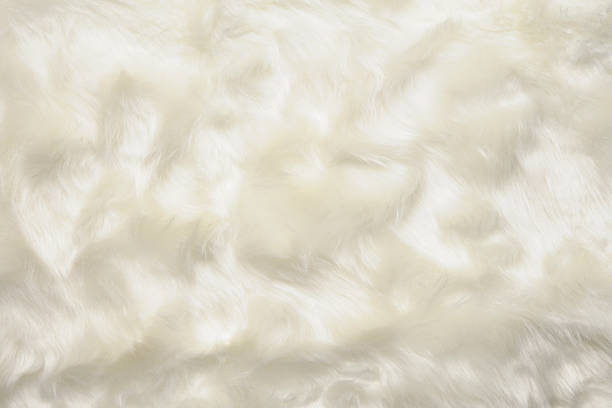 istock Close-up of white fur texture background 487484705