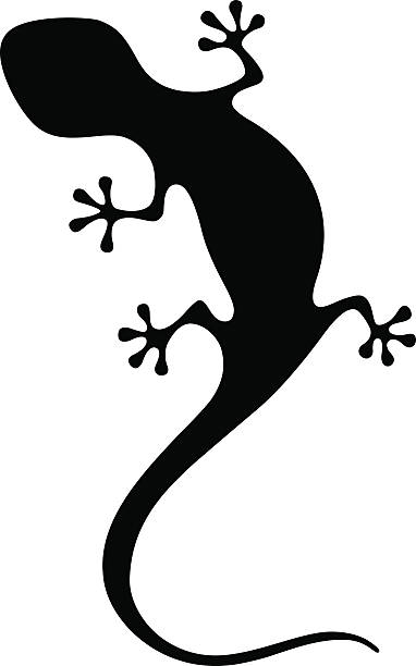 illustrations, cliparts, dessins animés et icônes de lézard - salamandre