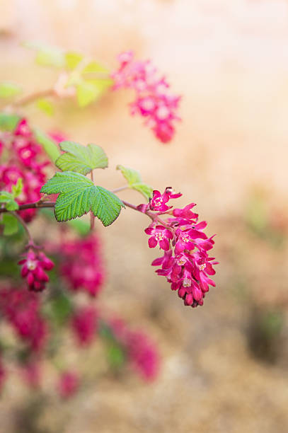 istock red flowering currant in spring garden 487485243