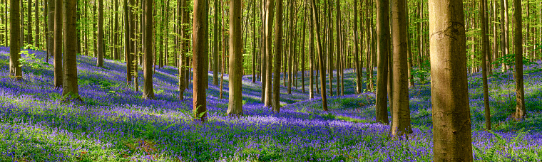 Sunlight in a Bluebell covered hill in a Beech forest.