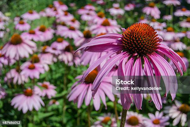 Close Up Of Coneflower Stock Photo - Download Image Now - 2015, Blossom, Coneflower