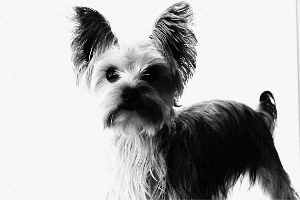 Companion. Little Yorkshire terrier dog is posing. Cute playful doggy or pet isolated on white studio background. Concept of motion, movement, pets love. Looks happy, delighted, funny. Copyspace for ad