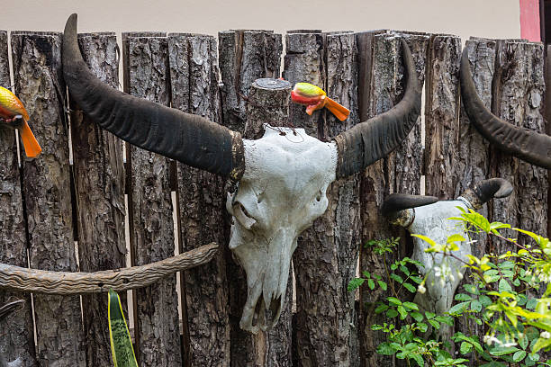 istock Buffalo skull hanging on the wall. 487486527