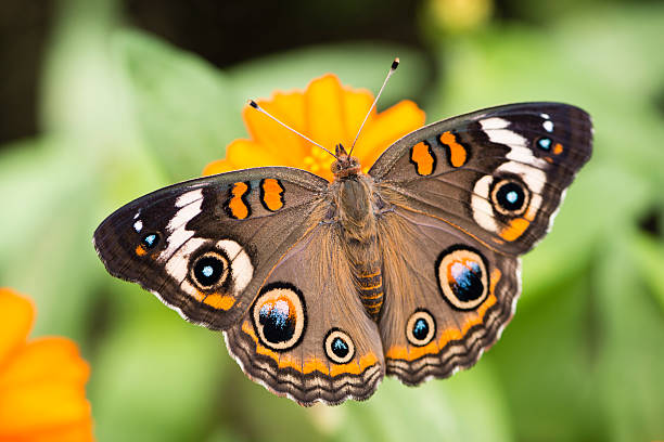 The common buckeye butterfly or simply, buckeye, (Junonia coenia) is a butterfly in the family Nymphalidae. It found throughout north America. Its habitat is open areas with low vegetation and some bare ground.