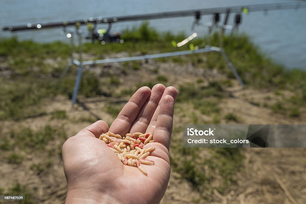 fishing worms man hand holding fishing worms. 30-39 Years Stock Photo