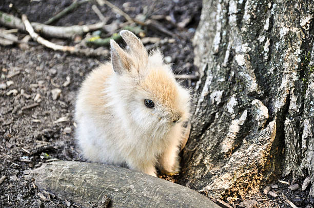 Little Rabbit stock photo