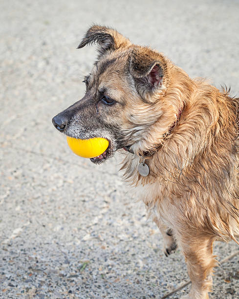 istock Happy Rescue Dog Fetching a Yellow Ball 487487713