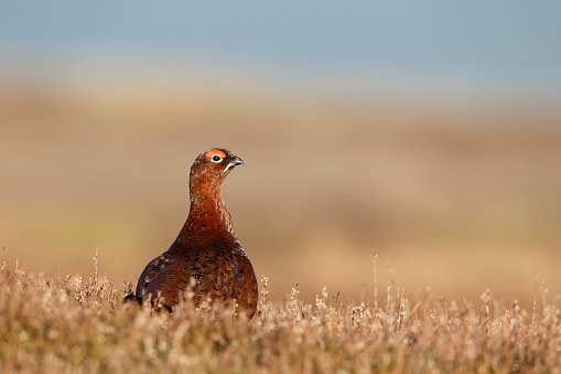 Red grouse, Lagopus lagopus scoticus, Single male on heather, Yorkshire, March 2014