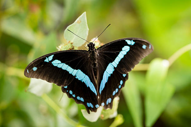 istock XXXL: Blue-banded Swallowtail - Papilio nireus 487488312