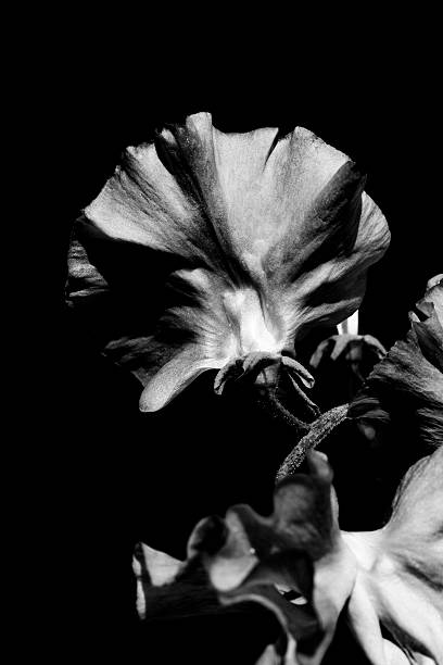 istock black and white Sweat Pea Flower 487488536