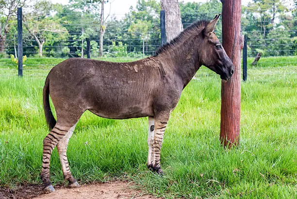 Full body view of a zonkey which is a cross between a donkey and a zebra, seen in Colombia