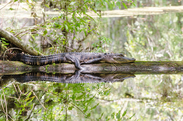 istock Alligator resting on log in Flordia swamp 487489458