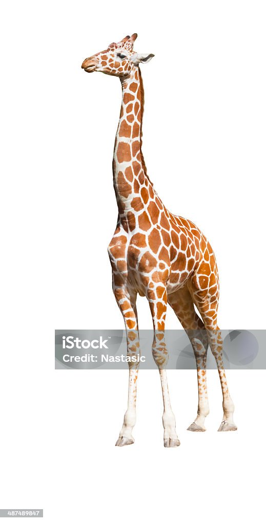 Isolé Girafe - Photo de Girafe libre de droits