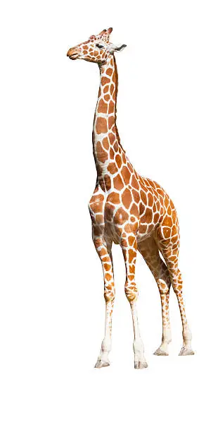 Giraffe (Giraffa camelopardalis) standing looking up, isolated on white background ,clipping path