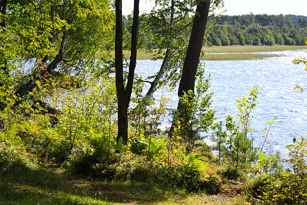 istock The forest on the lake. 487489902
