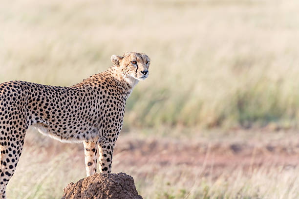 istock Cheetah in Serengeti 487490036