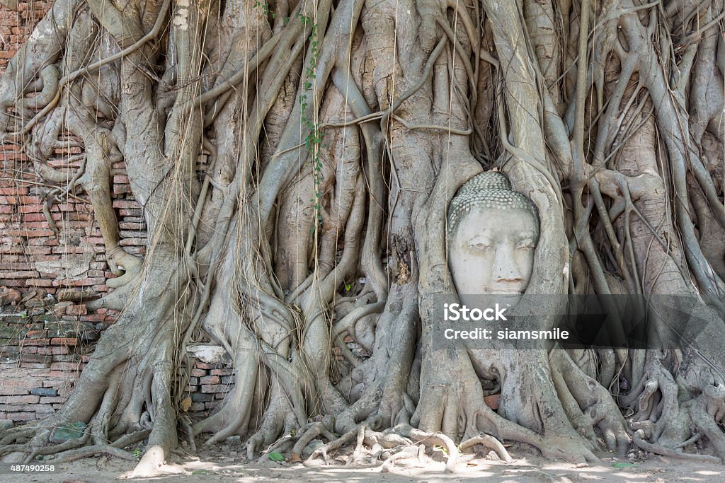 Buddha's Head in Tree Roots at mahathat temple in thailand The head was once part of a sandstone Buddha image which fell off the main body onto the ground. It was gradually trapped into the roots of a constantly growing Bodhi tree. 2015 Stock Photo