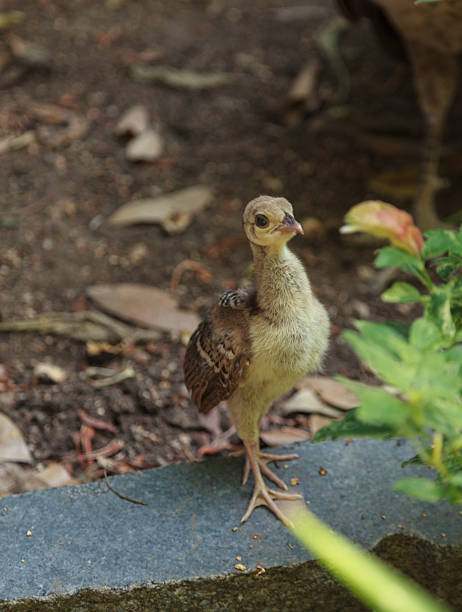istock Baby peacock – peafowl, Pavo cristatus 487490300