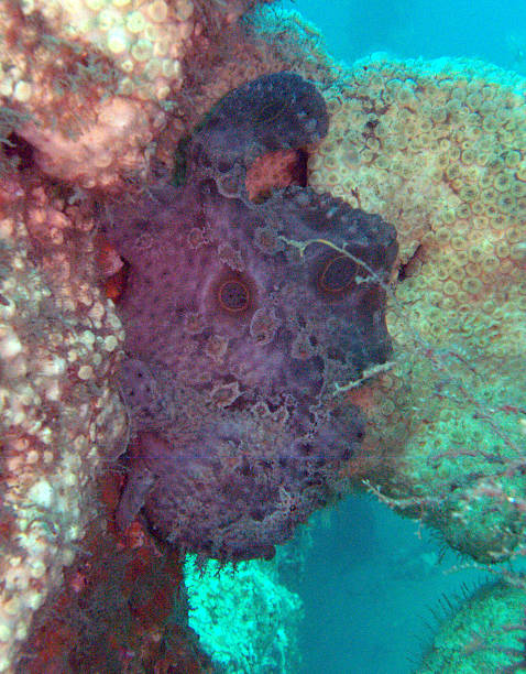 frog fish underwater a frog fish shot while scuba diving off the coast of Florida red frog fish stock pictures, royalty-free photos & images