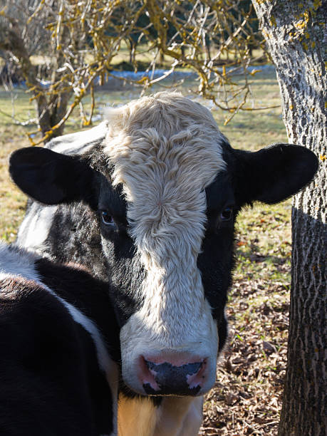 istock Holstein Cow - Vaca Frisona 487490779