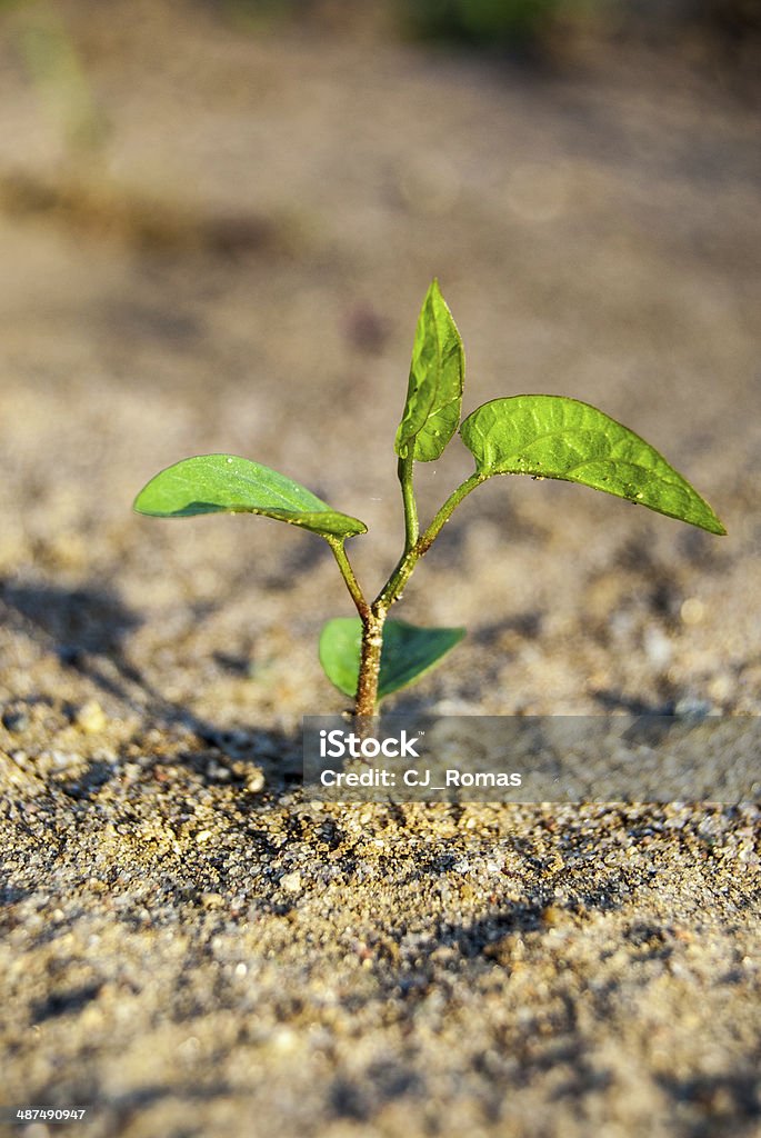 sprout in ground green sprout growing in black ground, macro Agriculture Stock Photo