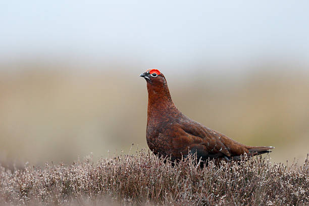 istock Red grouse, Lagopus lagopuss scoticus 487491403
