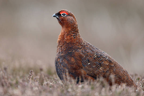 istock Red grouse, Lagopus lagopuss scoticus 487491459