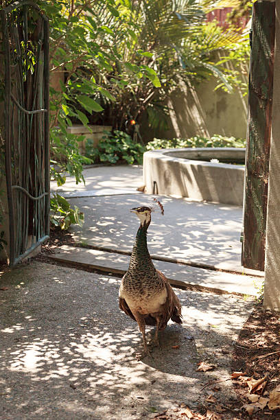 istock Female peacock, Pavo cristatus 487491460