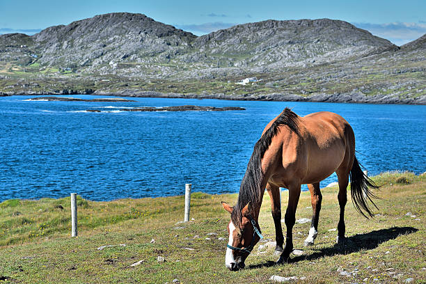 Horse in Beara Horse an Beara Way near Eyeries, the most colorful village Irelands mizen head stock pictures, royalty-free photos & images