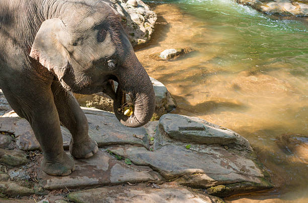 large elephant eating banana at the rock beside the river stock photo