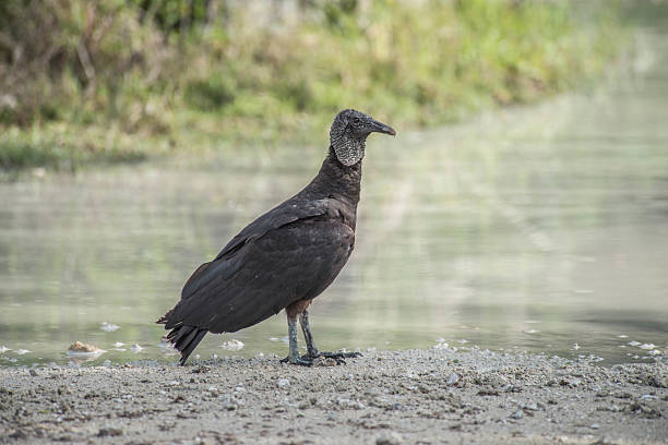 istock Vulture By The Water Puddle 487491627