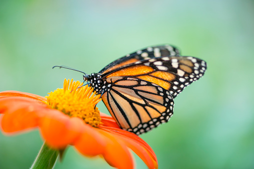 Monarch butterfly (Danaus plexippus) feeding on an orange flower.  Out of focus area for copy.