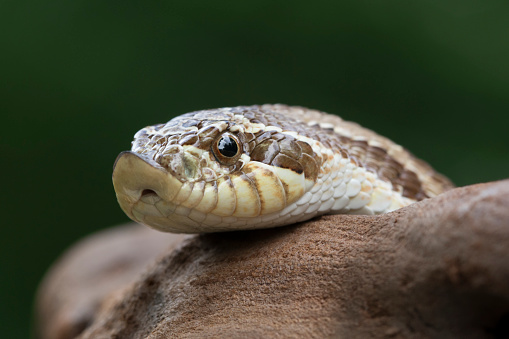 Western Hognose Snake (Heterodon nasicus)