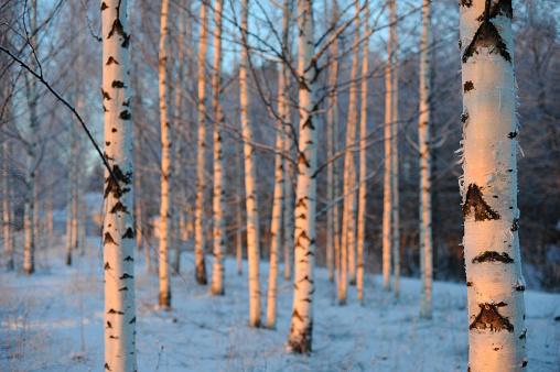 Winter scenery with birch trees in snow. Focus on foreground tree.