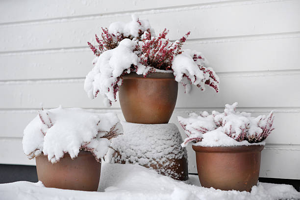 istock Flower pots in snow 487494988
