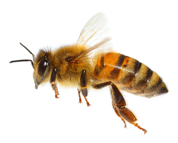 フライングハナバチ - worker bees ストックフォトと画像