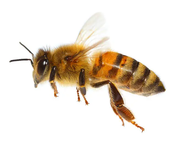 Photo of Flying Bee