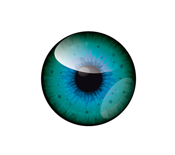 Vector beautiful blue,green sea eye Realistic eye illustration animal retina illustrations stock illustrations