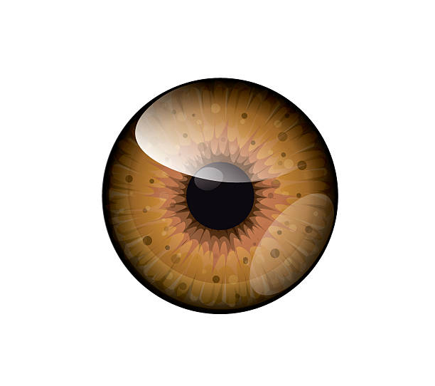 Vector beautiful brown,honey eye Realistic eye illustration animal retina illustrations stock illustrations