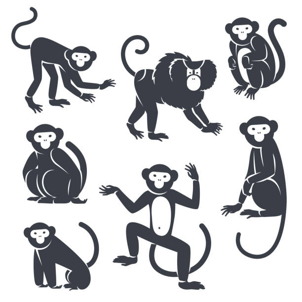 Black Monkeys Silhouettes Isolated on White. Black Monkeys Silhouettes Isolated on White. Vector illustration. Symbols of 2016 Chinese New Year. monkey illustrations stock illustrations