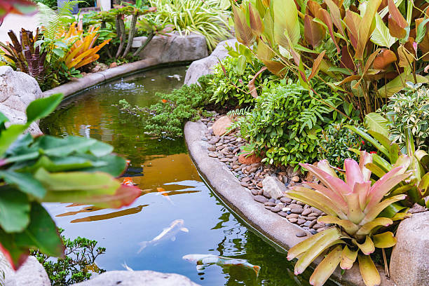 istock Koi fish in pond garden 487499276