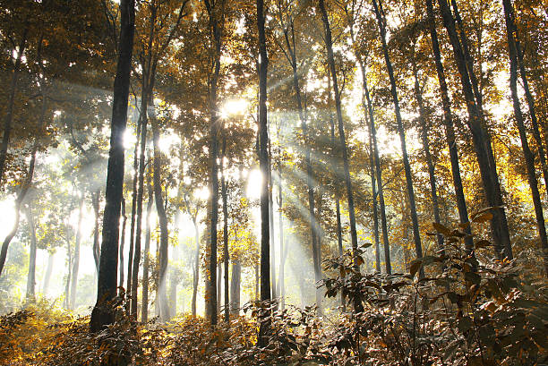 아침입니다 햇빛 내부 노란색 임산 - tree landscape sunbeam bogor 뉴스 사진 이미지
