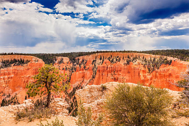 istock Hoodoos Tree Bryce Point Bryce Canyon National Park Utah 487500264